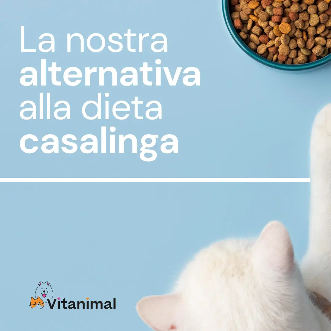 Tacchino e Pollo – Gattini